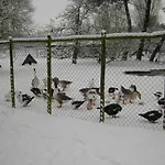 בית נופש In Nieuwleusen Near And Nature ברחן אופ זום